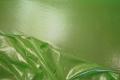 Lycra folia w kolorze zielonym