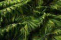 Tkanina wodoodporna - zielone liście