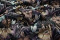 Tkanina ogrodowa wodoodporna – hibiskus na czarnym tle