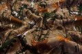 Tkanina kamuflażowa - złoto-zielone liście dębu