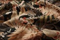 Tkanina zasłonowa - tropikalne kwiaty