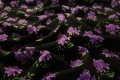 Tkanina sukienkowa w fioletowe kwiatki na czarnym tle